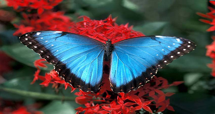 List of Butterfly Garden Around the World
