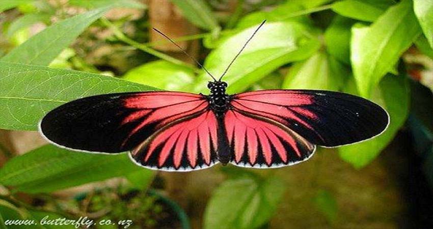 List of Butterfly Garden Around the World