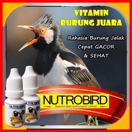 Rahasia Gacor Terjitu untuk Burung Kesayangan Anda